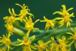 Tall Goldenrod