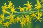 Tall Goldenrod