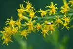 Tall Goldenrod