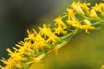 Tall Goldenrod