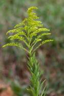 Tall Goldenrod