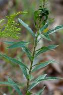 Tall Goldenrod