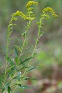 Tall Goldenrod