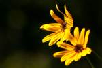 Swamp Sunflower