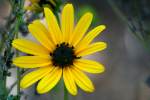 Swamp Sunflower