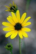 Swamp Sunflower