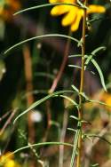 Swamp Sunflower