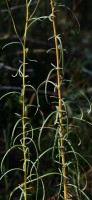 Swamp Sunflower