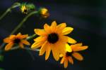 Swamp Sunflower