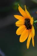 Swamp Sunflower