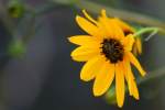 Swamp Sunflower