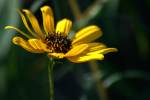 Swamp Sunflower