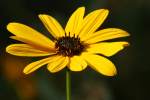 Swamp Sunflower