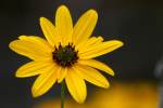 Swamp Sunflower