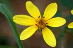 Tickseed Sunflower