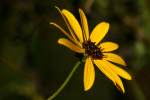 Swamp Sunflower