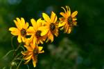 Swamp Sunflower