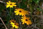 Swamp Sunflower