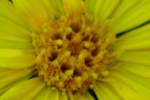 Camphorweed