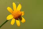 Creeping Spotflower