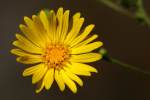 Camphorweed