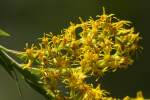 Tall Goldenrod