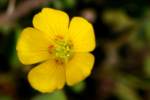 Yellow Wood Sorrel