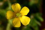 Yellow Wood Sorrel