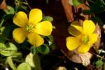 Yellow Wood Sorrel