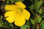 Yellow Wood Sorrel