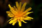 Dwarf Dandelion