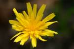 Dwarf Dandelion