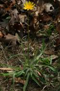 Dwarf Dandelion