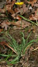 Dwarf Dandelion