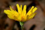 Dwarf Dandelion