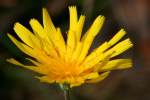 Dwarf Dandelion