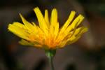 Dwarf Dandelion