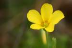 Yellow Wood Sorrel