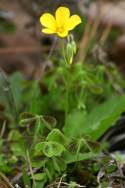 Yellow Wood Sorrel