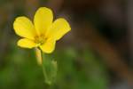 Yellow Wood Sorrel