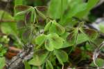 Yellow Wood Sorrel