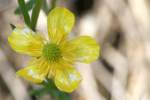 Swamp / Marsh Buttercup