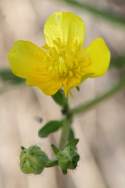 Swamp / Marsh Buttercup