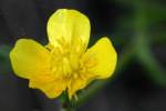 Swamp / Marsh Buttercup