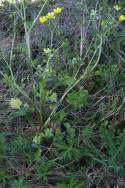 Swamp / Marsh Buttercup