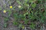 Swamp / Marsh Buttercup