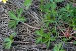 Swamp / Marsh Buttercup