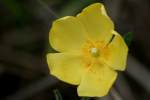 Carolina Frostweed