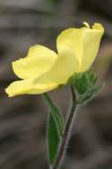 Carolina Frostweed