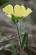 Carolina Frostweed